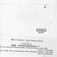 Puccinia tanaceti image